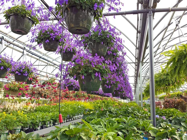 Pots suspendus floraux colorés en serre — Photo