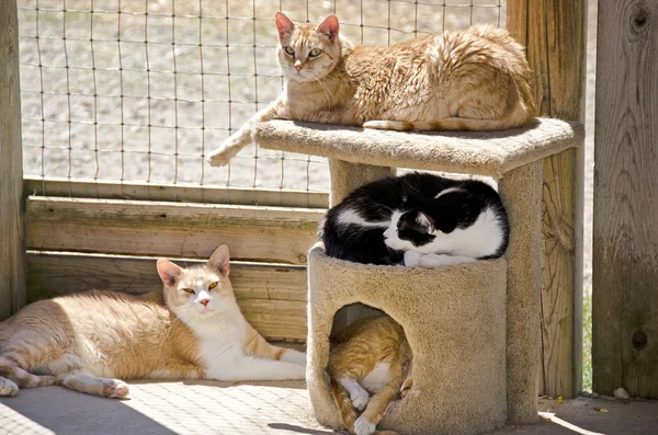 Cats napping in sunshine — Stock Photo, Image