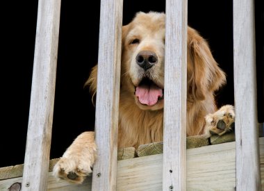 golden retriever korkuluk ile bakmak
