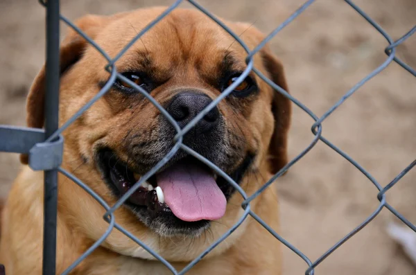 Puggle pup in dakloze onderdak — Stockfoto