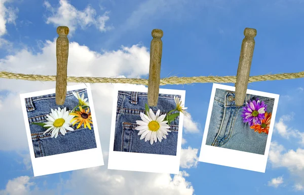 Flower photos on clothesline — Stock Photo, Image