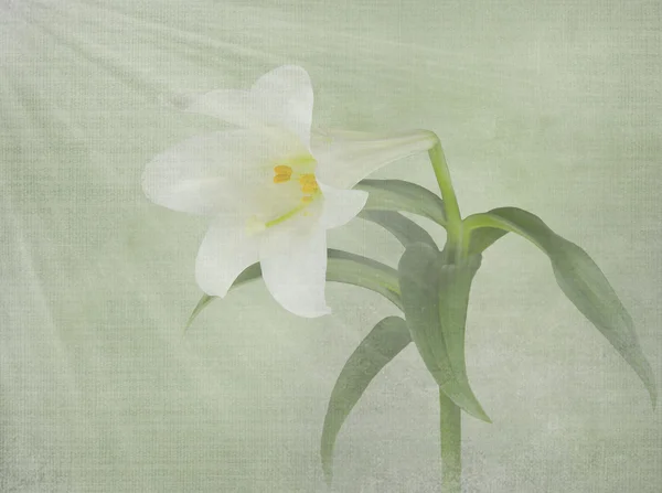 Wielkanocna lilia z wiązki światła — Zdjęcie stockowe