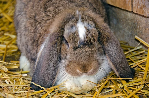 Lop вухатий кролик — стокове фото