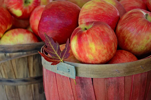 Ahornblatt mit Äpfeln im Herbst — Stockfoto