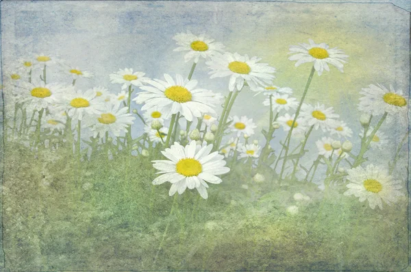 Gebied van wit daisies — Stockfoto