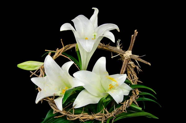 Easter lily with crown of thorns — Stock Photo, Image