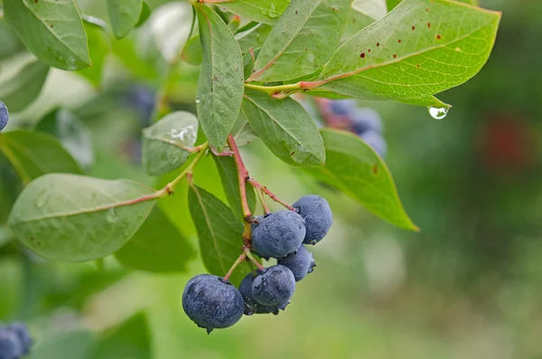 Yaban mersini ile yağmur damlaları — Stok fotoğraf