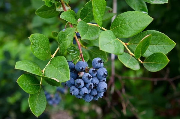 Blueberries on bush — Stock Photo, Image