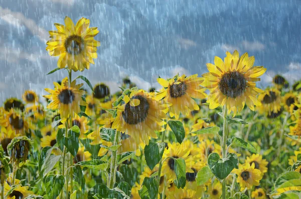 Słoneczniki w deszczu — Zdjęcie stockowe