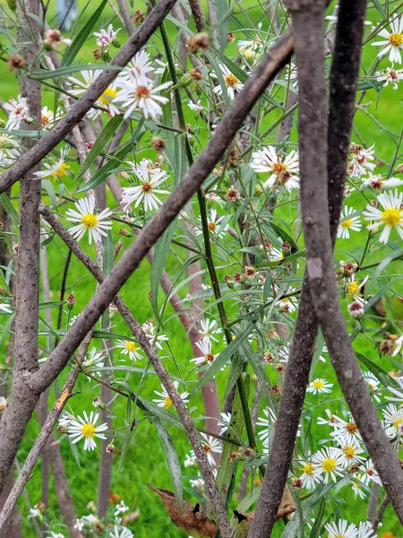 Närbild Vita Blommor Prästkragar Trädgrenar Och Blad — Stockfoto