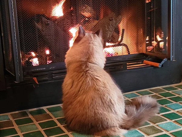 一只拉格布娃娃猫凝视着壁炉里的火的背影 — 图库照片