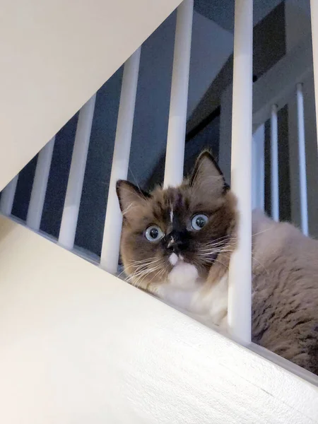 Niedliche Ragdoll Katze Guckt Durch Treppengeländer — Stockfoto