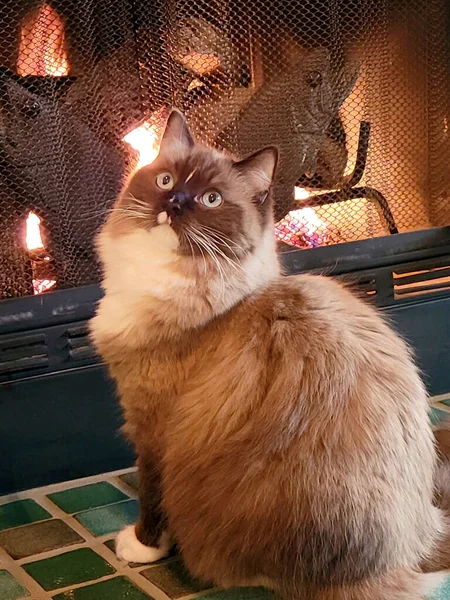 暖炉の火のそばに座っているラグドール猫 — ストック写真