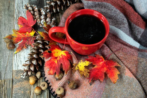 Sonbahar Akçaağaç Yapraklı Koyu Kahve Kozalaklı Sıcak Battaniyeli Meşe Palamudu — Stok fotoğraf