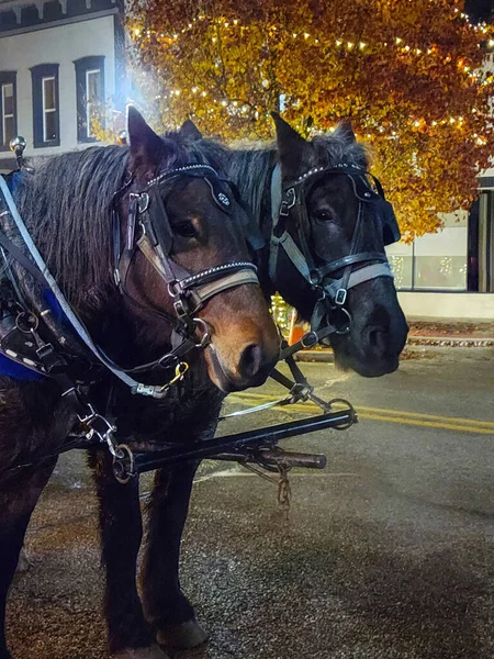 Par Cavalos Uma Rua Cidade Com Luzes Iluminadoras — Fotografia de Stock