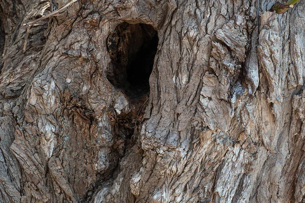 Eski Ağaç Gövdesindeki Bir Deliği Kapat — Stok fotoğraf