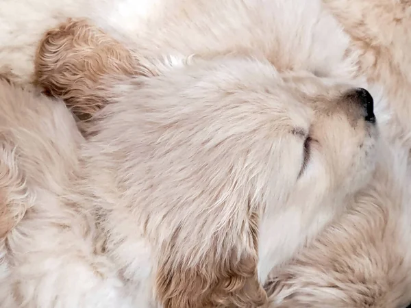 Acercamiento Cachorro Dorada Rubia Durmiente Retriever —  Fotos de Stock