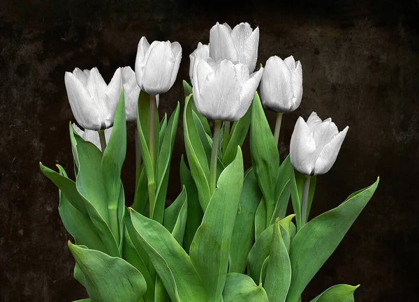 Białe Tulipany Płatkami Kropel Deszczu Wyizolowanymi Ciemnym Teksturowanym Tle — Zdjęcie stockowe
