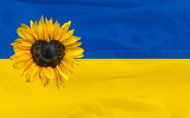 Mavi ve sarı Ukrayna bayrağının arka planında kalp şeklinde merkezi olan sarı ayçiçeği
