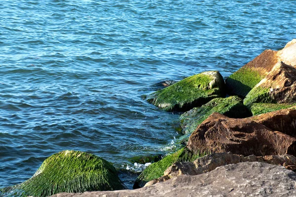 Algas Verdes Crescendo Rochas Lago Michigan — Fotografia de Stock