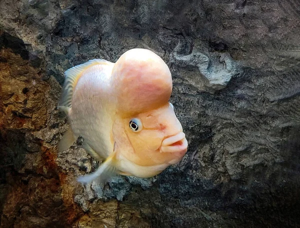 Close Flowerhorn Fish Dark Rock Background Aquarium — Stock Photo, Image
