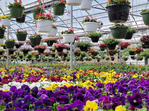 Hanging Flower Pots Pansy Plants Greenhouse Imagen de stock