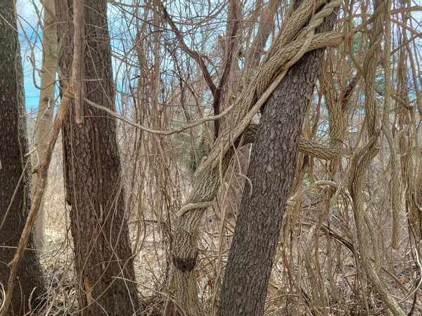 春の森の木の幹に包まれたツイストのつる — ストック写真