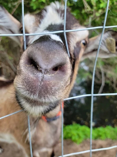 Extreme Close Van Een Geitenneus Een Prikkeldraad — Stockfoto