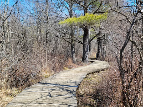 Pasarela Madera Bosques Primaverales Con Cielo Azul — Foto de Stock