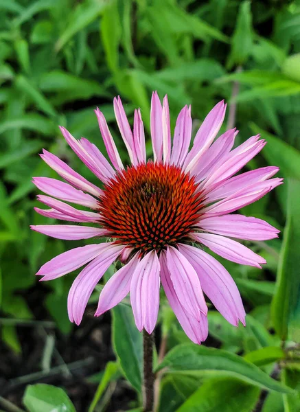 Close up of a pink cone flower in a summer garden