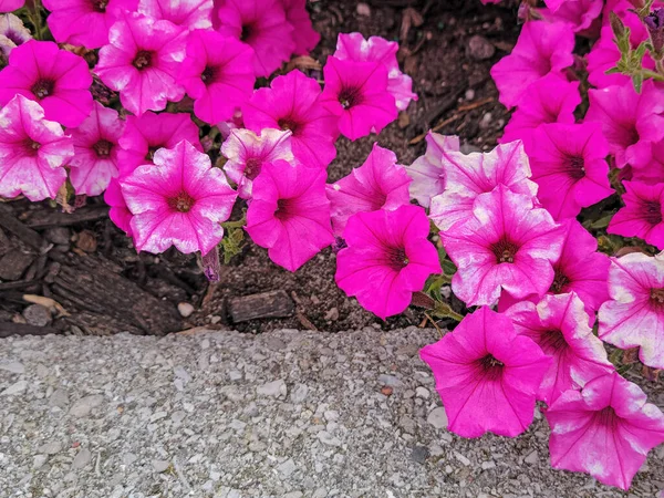 Close-up of pink bubble gum petunia plant with wood chips