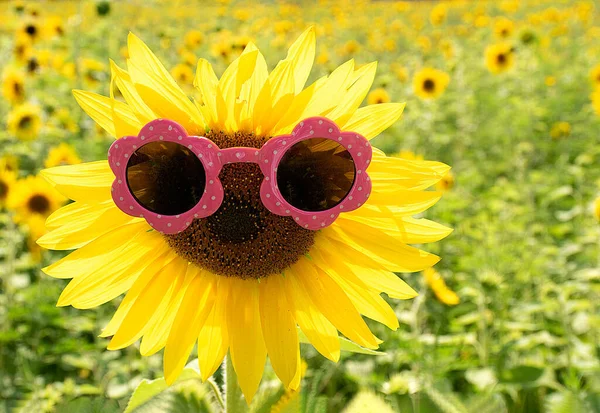 Yellow Sunflower Wearing Pink White Polka Dot Sunglasses Rural Field — Fotografia de Stock