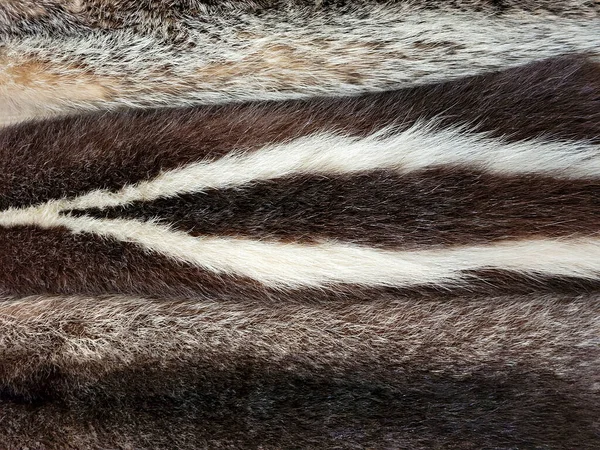 野生動物の毛皮の毛皮の様々なバックグラウンドの閉鎖 — ストック写真