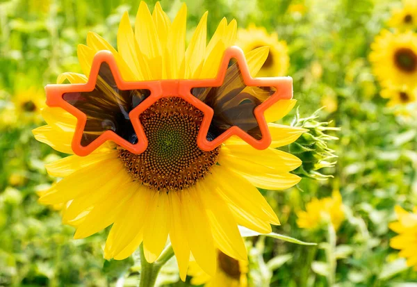 Óculos Sol Estrela Cor Laranja Girassol Amarelo Brilhante Campo — Fotografia de Stock