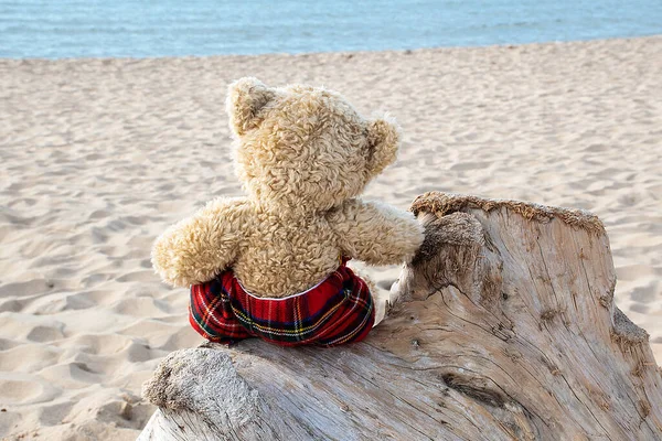 Achteraanzicht Van Een Bruine Teddybeer Met Tartan Geruite Broek Kijkend — Stockfoto
