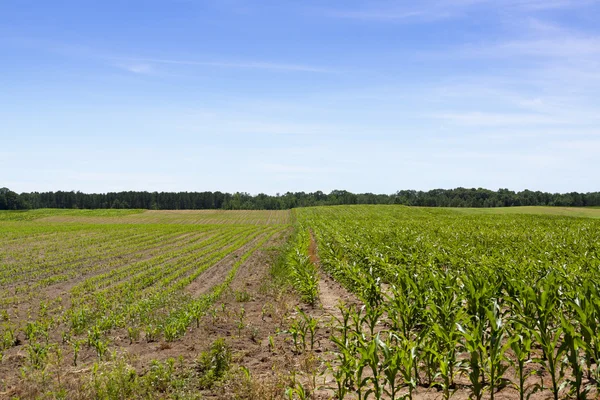 Maisfeld — Stockfoto