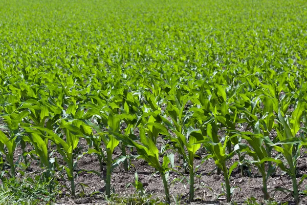 Campos de milho — Fotografia de Stock