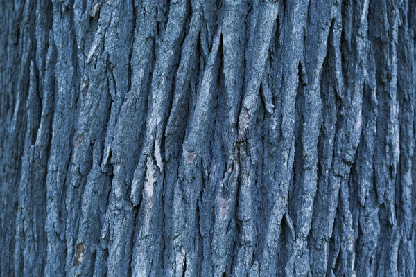 Bark texture — Stock Photo, Image