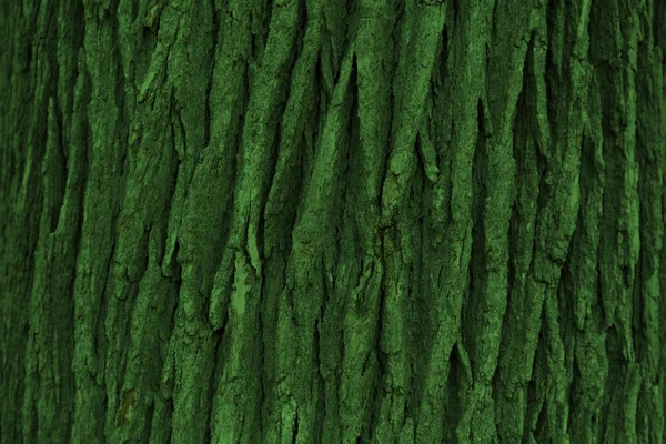 Bark texture — Stock Photo, Image