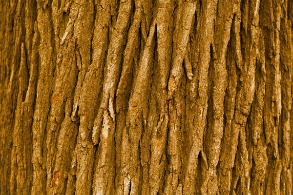 Bark konsistens — Stockfoto