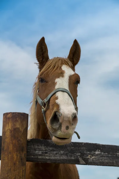 Brauner Hengst — Stockfoto