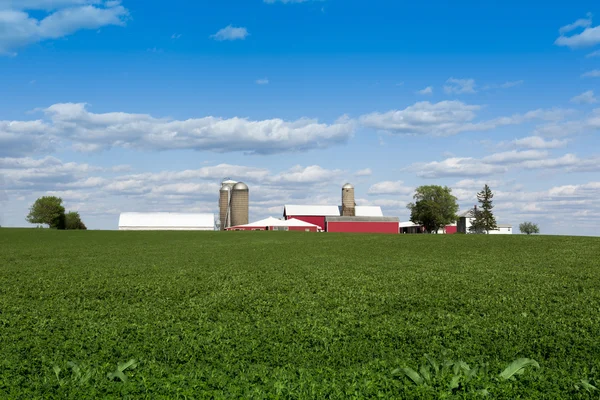Feldfrüchte auf landwirtschaftlichen Flächen — Stockfoto