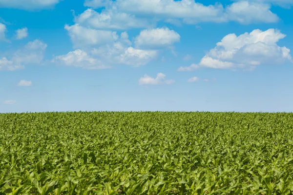 Кукурузные поля — стоковое фото