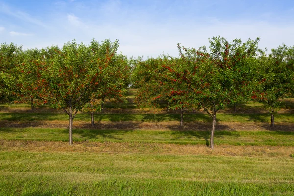 Cherry orchard — Stockfoto