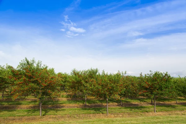 Cherry orchard — Stockfoto