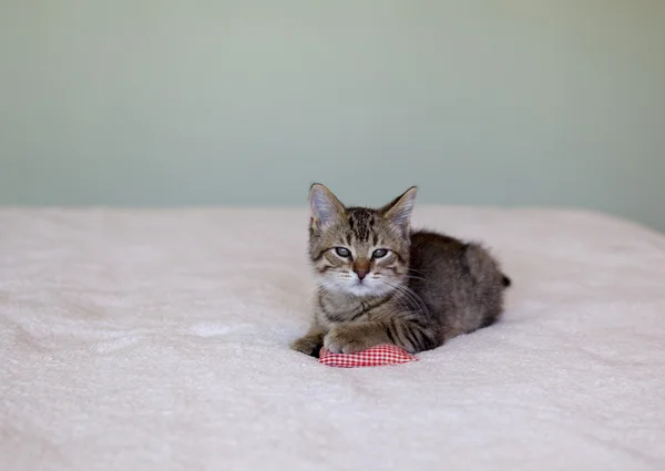 小猫用枕 — 图库照片
