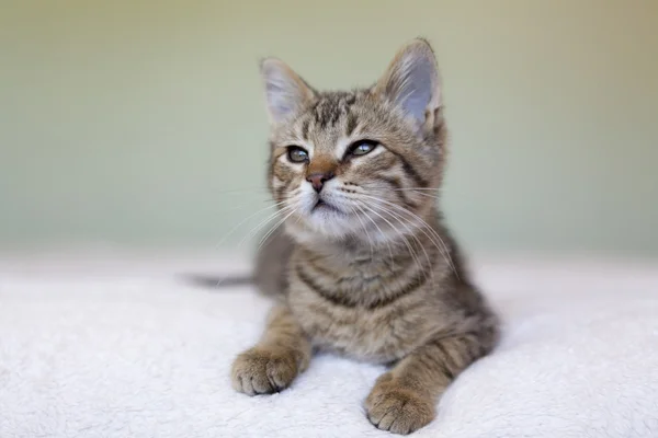 ストライプの子猫 — ストック写真