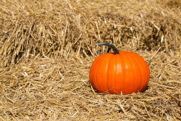 Calabaza sobre heno — Foto de Stock