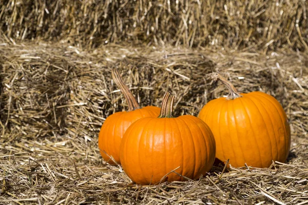 Calabazas sobre heno — Foto de Stock