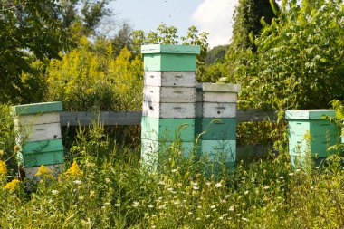 yığılmış kuş Yuvaları